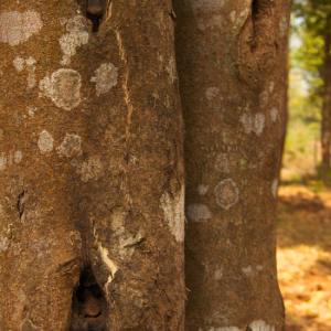 AGARWOOD CO2