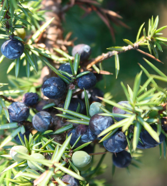 Juniper berries essential oil macedonia, 8002-68-4