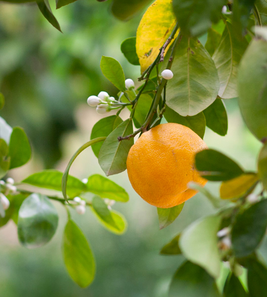 Huile essentielle de néroli, Citrus aurantium var. amara, Aromathérapie